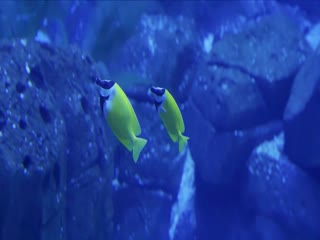 我将喜欢告诉了风