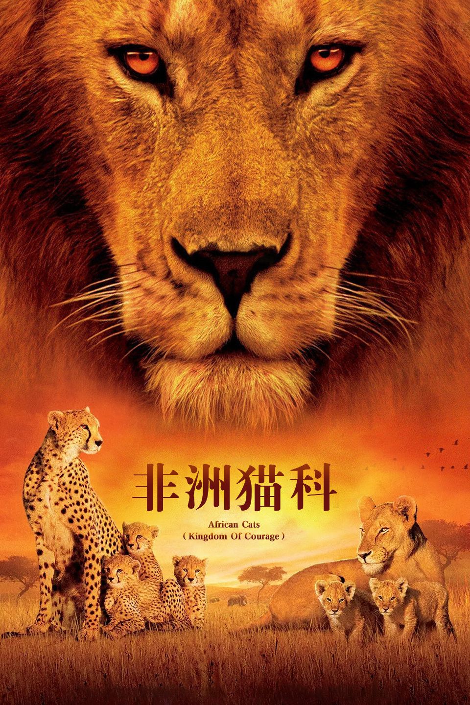 非洲猫科
